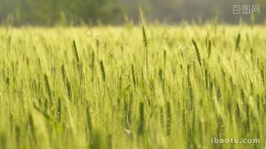 乡村田野绿色小麦穗麦芒粮食